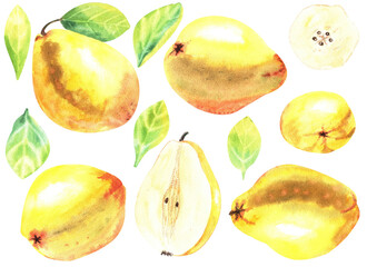 Yellow quince fruits with green leaves set. Hand drawn watercolor illustration isolated on white background