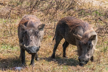 Close-up of a common warthog - Phacochoerus africanus africanus- in the ngorogoro crater