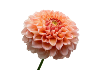 Salmon dahlia bloom, symmetrical petals, dark backdrop