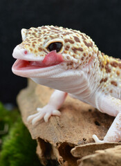 Closeup A leopard gecko with a cute, smiling expression. Its yellow-brown scale pattern and piercing eyes make it unique and adorable.