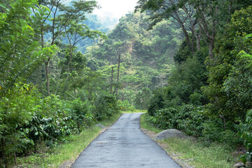 Obraz premium Narrow asphalt road leads through lush green tropical forest with dense foliage.