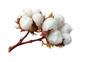 Two fluffy cotton bolls on a reddish stem against black