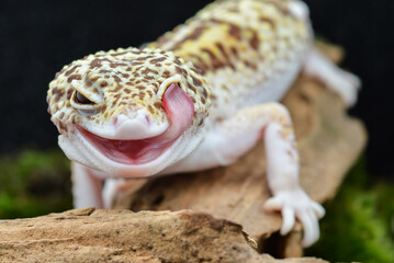 Closeup A leopard gecko with a smiling expression, its tongue sticking out and licking its lips. Its yellow-brown scale pattern and piercing eyes make it unique and adorable.