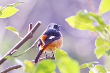 緑の葉っぱと木の上に止まるジョウビタキ