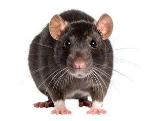  Firefly__PNG Brown rat looking forward with soft fur and whiskers_By OMD_ (2)