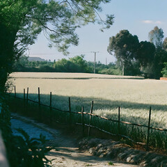 Golden wheat field scenic view rural landscape