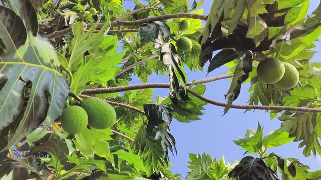 Fresh green breadfruit hanging on a tropical tree with broad glossy leaves under bright sunlight.