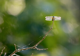 A dragonfly perched on a dry twig, clearly visible against a soft, plain green gradient background.
