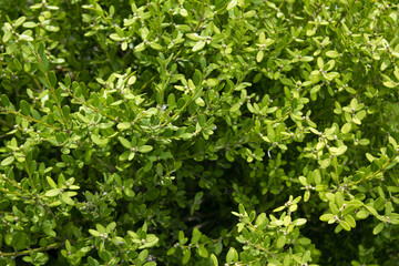 This is a close-up of a poplar leaf.
