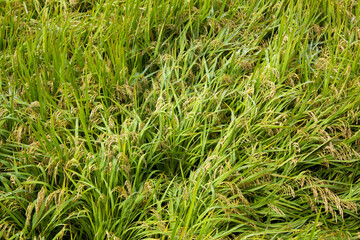 A field with fallen rice