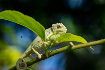 Baby chameleon, approximately 2 months old. chameleon on a tree