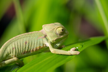 Baby chameleon, approximately 2 months old. chameleon on a tree