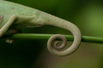 Baby chameleon, approximately 2 months old. chameleon on a tree