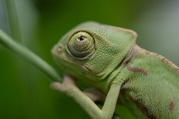 Baby chameleon, approximately 2 months old. chameleon on a tree