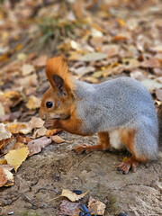 Enchanting Autumn Squirrel in the Woodland