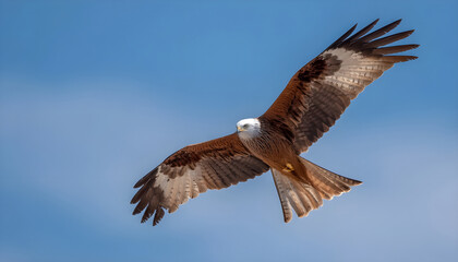 Obraz premium A bird is flying in the sky with its wings spread wide