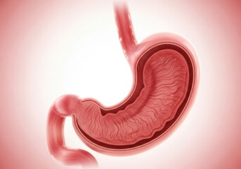 Fototapeta premium Detailed illustration of the human stomach, showcasing its anatomy, layers, and internal structure, highlighting its role in digestion and overall health