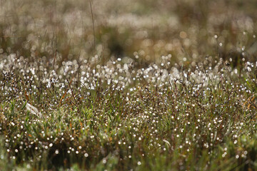 Grass flowers with morning dew and the sparkling bokeh light in the background