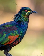 Colorful bird portrait