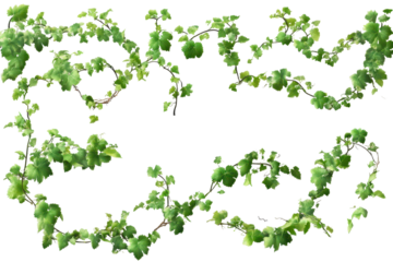 Collection of lush green vines isolated on clear background showcasing intricate details and natural beauty perfect for design and decoration