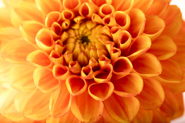 Yellow dahlia macro covered with morning dew, vivid flower texture on white background.