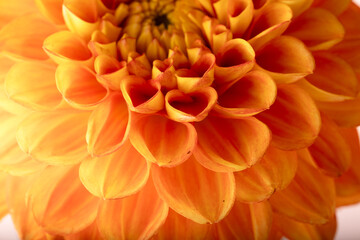 Yellow dahlia with tiny dew drops on petals, macro shot of natural beauty and freshness.