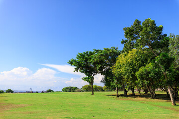 Large open field with a blue sky and trees