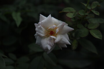 The availability of a white rose cultivar, a type of garden rose, is confirmed.