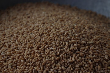 a pile of wheat grains.