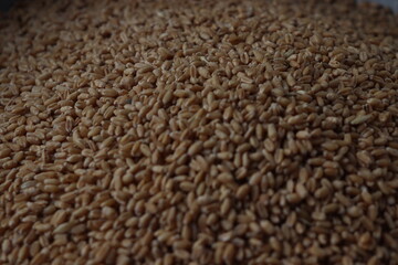 a pile of wheat grains.