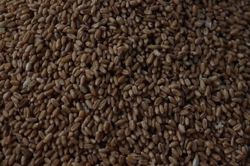 a pile of wheat grains.