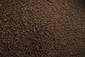 a pile of wheat grains.