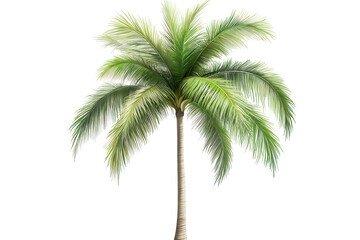 Beautiful palm tree with lush green fronds standing isolated on a transparent background, perfect for tropical themes and summer designs