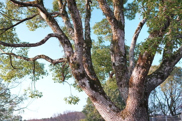 青空を背景に、太い複数の幹が複雑に分岐し、表面にはコケが生え、わずかに葉を残した古い巨木を見上げるように捉えたダイナミックなクローズアップ