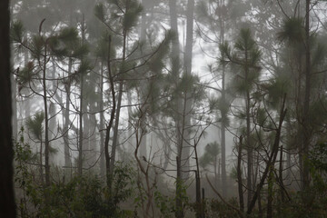 fog in pine forest