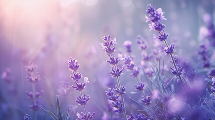 Fototapeta premium Purple lavender blossoms . Beautiful sunlit lavender field
