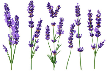 Naklejka premium Lavender flowers in various stages of bloom presenting their vibrant purple hues against a clear backdrop