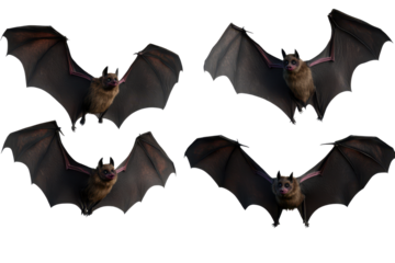 Bats in various poses isolated on transparent background showing their unique wing structure and features for educational or artistic use
