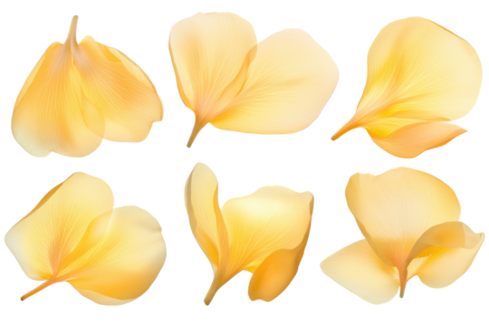 Collection of delicate soft yellow flower petals arranged elegantly on a light background showcasing their natural beauty and unique shapes