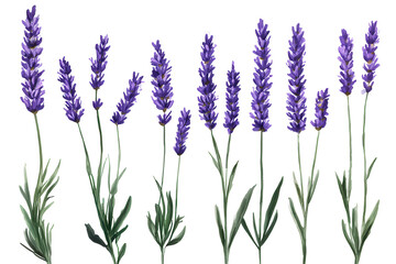 Collection of grunge oil painted lavender showcases vibrant purple flowers with lush green stems against a simple backdrop for an artistic floral display