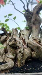 Old Bonsai Tree Trunk and Roots Close-Up