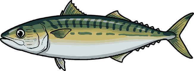 Mackerel Fish Vector Illustration – Fresh Seafood Design