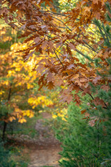 Die goldbraunen Eichenblätter halten sich noch fest, aber im Hintergrund lockt schon dieser...