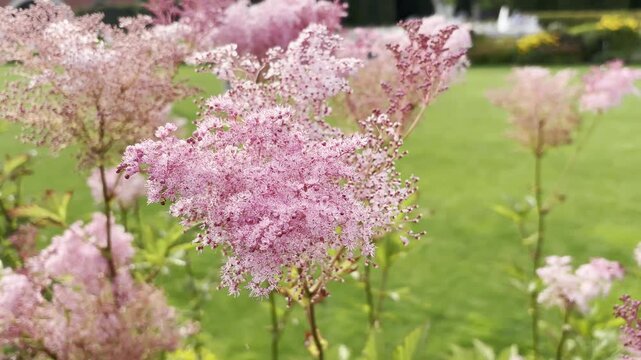 Pink dropwort flowers of filipendula rubra, queen-of-the-prairie pink blooming clouds. Beautiful color meadow flowers in landscape gardening, wild flowers in garden