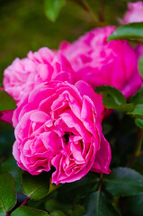Delicate pastel roses blooming in summer garden with soft natural light. Close-up of gentle flowers, romantic mood, natural daylight, shallow depth, garden macro concept, freshness, tranquility