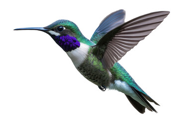 Fototapeta premium Close up of vibrant hummingbird in mid-flight displaying beautiful colors and intricate feather details captured in a natural setting