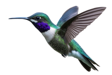 Close up of vibrant hummingbird in mid-flight displaying beautiful colors and intricate feather details captured in a natural setting