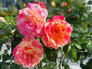 Gorgeous roses floribunda striped red yellow pink blooms.