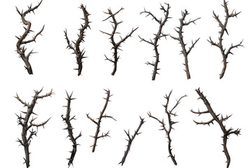 Collection of unique thorns isolated on a transparent background showcasing different shapes and sizes for artistic and design purposes