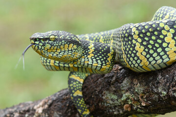 The Venomous Snake on a Tree